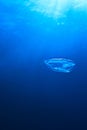 Comb Jellyfish in the blue ocean