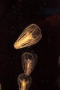 Comb jellyfish called Phylum ctenophore