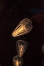 Comb jellyfish called Phylum ctenophore