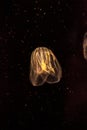 Comb jellyfish called Phylum ctenophore