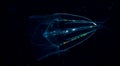 Comb jellyfish floating in the water.