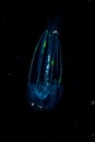 Comb jellyfish floating in the water.
