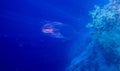 Comb Jellyfish Royalty Free Stock Photo