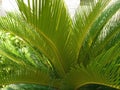 Comb pam plant leef back side picture Royalty Free Stock Photo