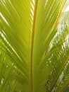 Comb pam plant leef back straight view Royalty Free Stock Photo