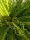 Comb pam plant leef beautiful Royalty Free Stock Photo