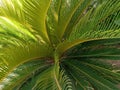 Comb pam plant in park