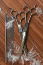 Comb and pet grooming scissors. Royalty Free Stock Photo