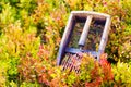 Comb for picking blueberries. Beautiful photos and blur background.