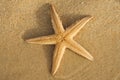 Comb Sand Starfish underside - Astropecten sp.