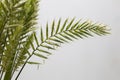 Comb-shaped inflorescence of crested wheatgrass on a light background Royalty Free Stock Photo