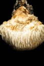 Comb Tooth Mushroom