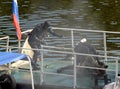 Combat swimmers work out the capture of a terrorist at the stern of a river vessel.