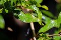 Pomegranate Tree Leaf Fungal Diseases. A Threat to Foliage Health