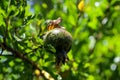 Pomegranate Tree Leaf Fungal Diseases. A Threat to Foliage Health