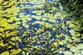 Combe Haven River, East Sussex, England with Yellow lily pads and Arrowhead plants