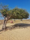 Combed tree ÃÂ¡rvore penteada - Luis Correia, PiauÃÂ­, Brazil Royalty Free Stock Photo