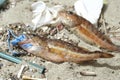 Comber perch fish dead eating plastic rubber disposal glove trash on a debris contaminated sea habitat.Nature pollution