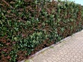 a combination of the appearance of two bushes in a hedge. red an