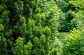 Combination of beautiful column of yew Taxus baccata Fastigiata Aurea on evergreen plants background, and graceful bamboo Royalty Free Stock Photo