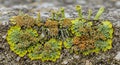 Combination of these elements suggests a diverse lichen community Royalty Free Stock Photo