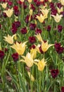 The combination of the flowerbed of tulips of various classes an