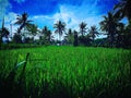 The combination of green and blue,,, green rice in the fields and sunny weather today...