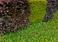 a combination of green-leaved hedge and red-leaved in a row close together. Royalty Free Stock Photo