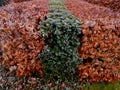 combination of green-leaved hedge and red-leaved in a row close together Royalty Free Stock Photo