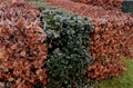 combination of green-leaved hedge and red-leaved in a row close together Royalty Free Stock Photo