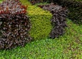 a combination of green-leaved hedge and red-leaved in a row close together. Royalty Free Stock Photo