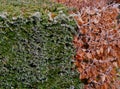 combination of green-leaved hedge and red-leaved in a row close together Royalty Free Stock Photo