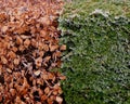 combination of green-leaved hedge and red-leaved in a row close together Royalty Free Stock Photo