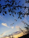 A combination of nature and peace. Lonely shoot against the background of the sky