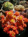 Combination of succulent plant state. Royalty Free Stock Photo