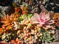 Combination of succulent plant state. Royalty Free Stock Photo