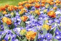 A combination of white and blue Anemone Blanda with salmon-pink tulips in a flowerbed in a park in Lisse, Netherlands