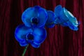 Branch of blue orchid flowers