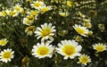 A combination of withered and newly blooming daisy flowers. Royalty Free Stock Photo