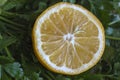 Half lemon against a background of fresh parsley. Royalty Free Stock Photo