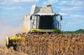 Combine in a field on a sunny day mowing ripe, dry sunflower.