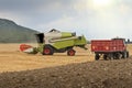 Combine harvested wheat