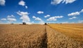 Combine harvester in action on wheat field. Royalty Free Stock Photo