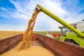 Combine harvester in action on wheat field.