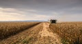 Combine harvester in evening action Royalty Free Stock Photo