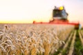 Combine harvester harvests ripe wheat. Ripe ears of gold field Royalty Free Stock Photo