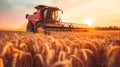 Combine harvester harvests wheat in field at sunset, machine cutting rape grain on farm. View of tractor working in field, sun and Royalty Free Stock Photo