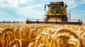 Combine harvester harvests wheat in summer, tractor cutting rape grain on farm. Scenic view of machine working in field and blue