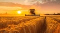 Combine harvester harvests wheat in summer, tractor cutting rape grain on farm at sunset. Scenic view of machine working in field