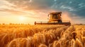 Combine harvester harvests wheat in summer, tractor cutting rape grain on farm at sunset. Scenic view of machine working in field Royalty Free Stock Photo